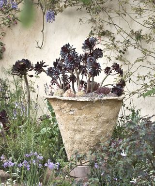 large pot planted with black aeoneum