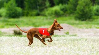 Pharaoh hound running in race