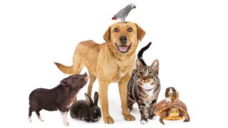 Group of domestic animals for National Love Your Pet Day