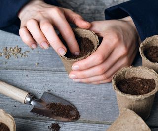 Sowing flower seeds in pots of compost