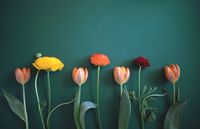 spring flowers on a green background