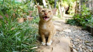 cat panting: cat with mouth open