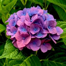 Pink and blue hydrangea flowers