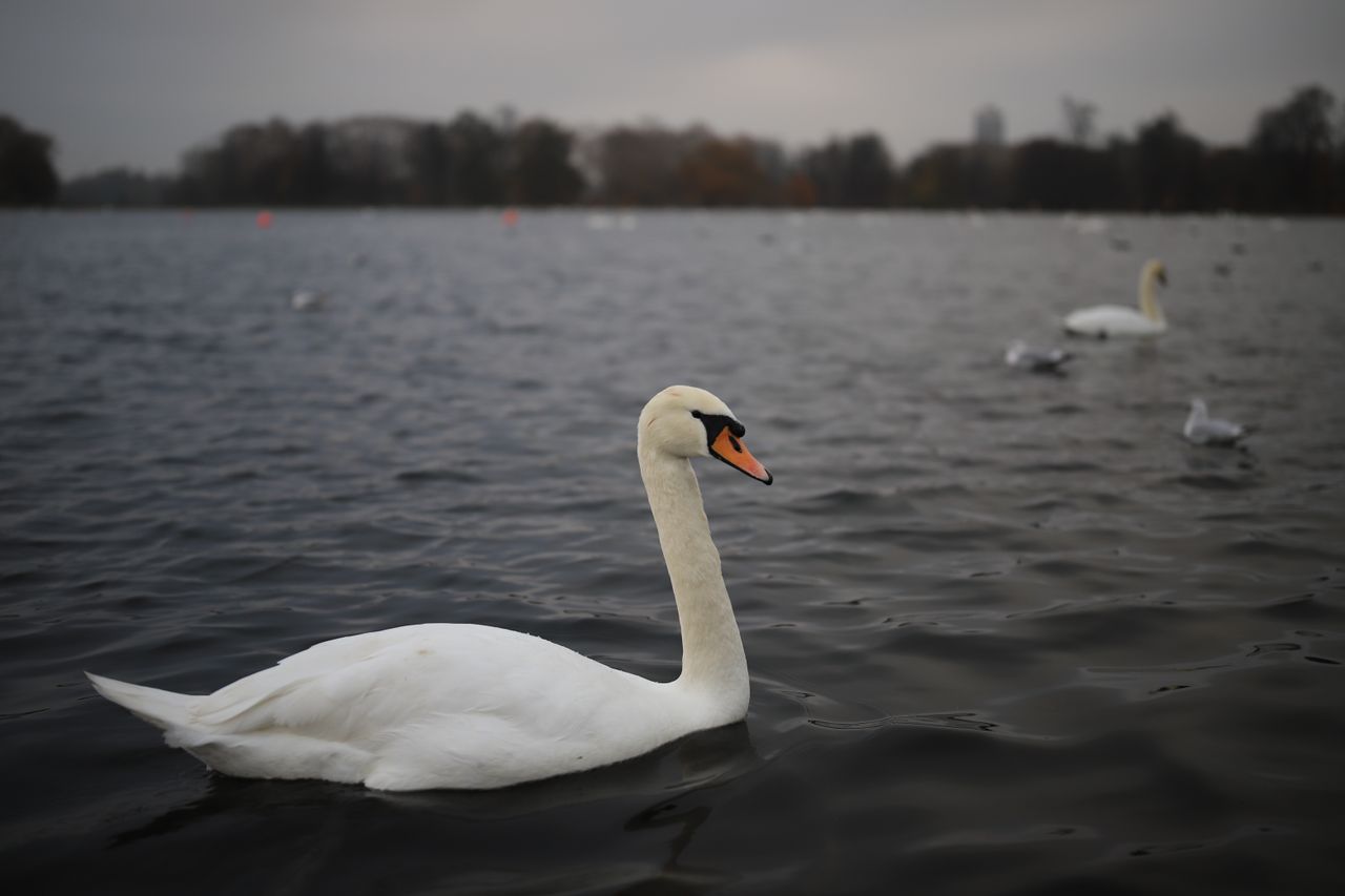 Canon EOS 6D Mark II with Sigma 40mm f/1.4 DG HSM Art, 1/1000 sec at f/1.4, ISO100