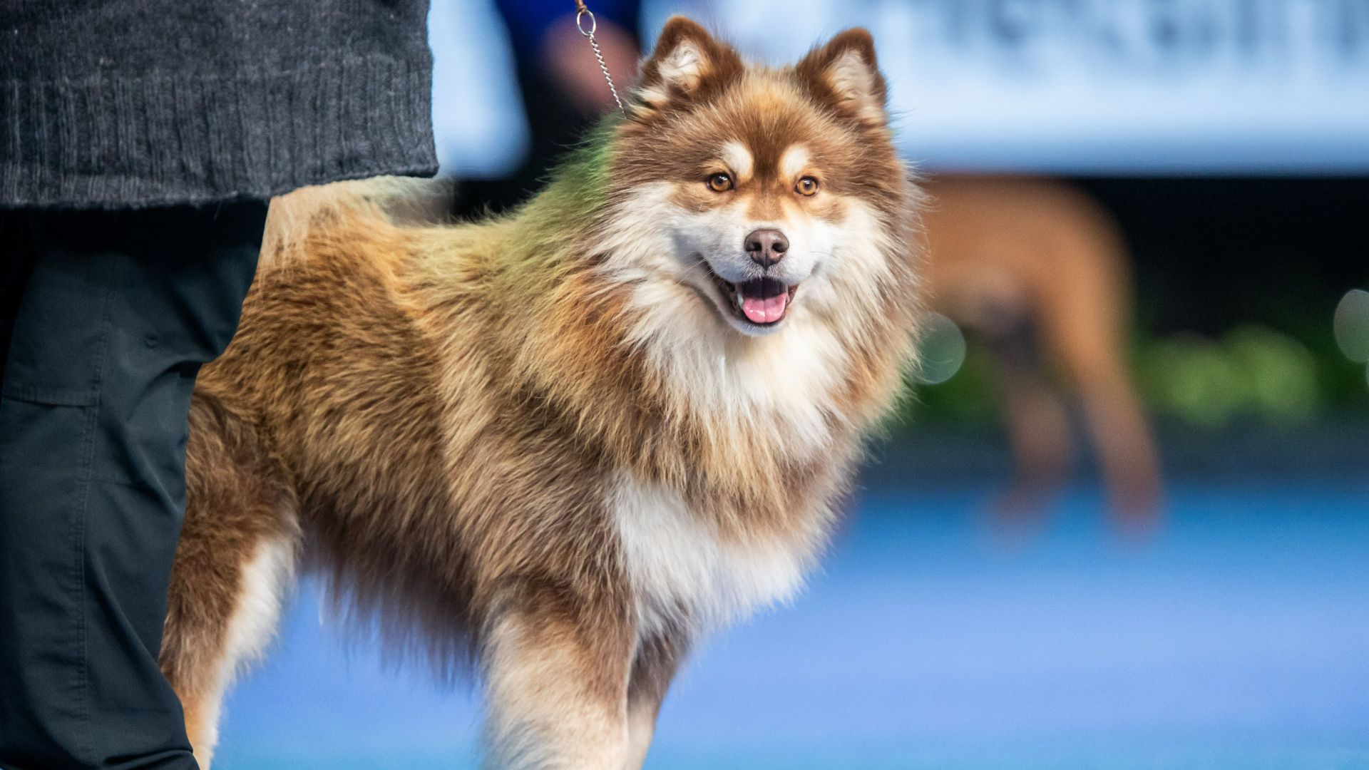 World Dog Show