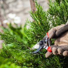 Pruning rosemary plant with secateurs