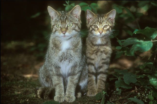wild looking domestic cats