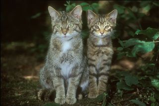 Scottish wildcats.