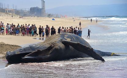 The carcass of Wally the whale