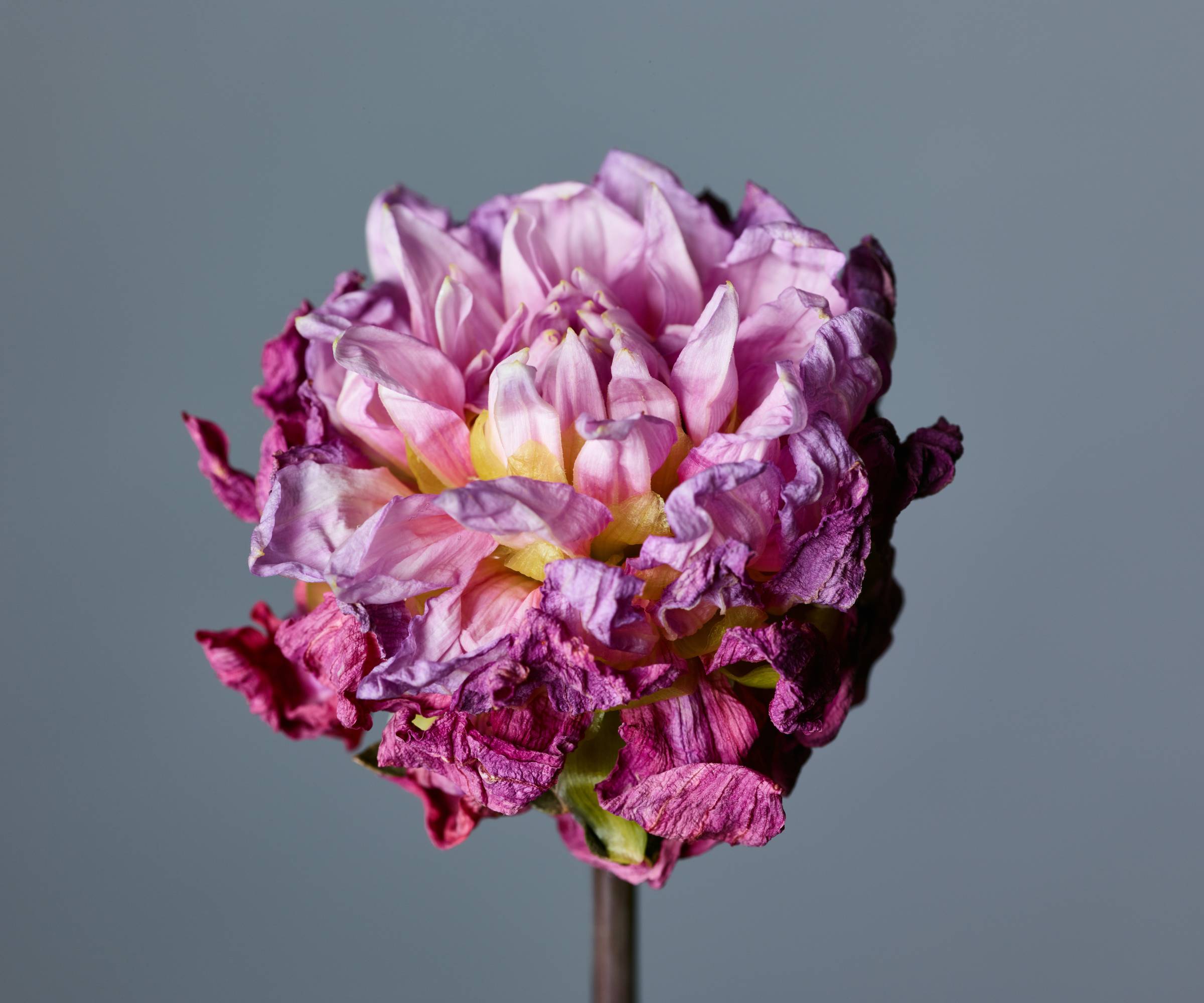 Fading purple dahlia