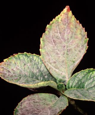 Hydrangea leaf with powdery mildew fungal disease