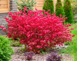 Red euonymus bush