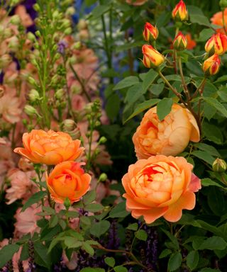 fragrant rose orange Rosa Lady of Shalott