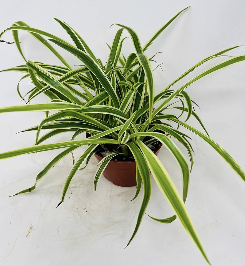 spider plant