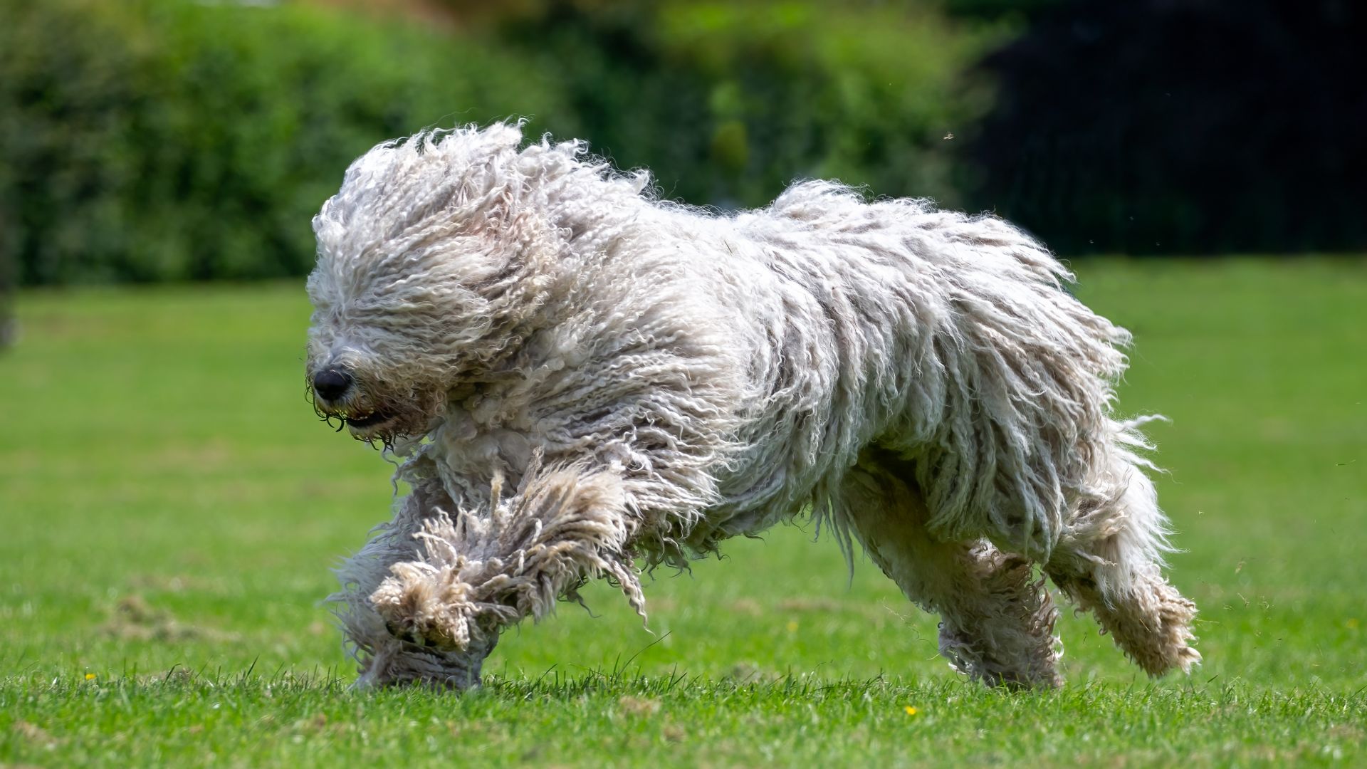 white komondor running across a field
