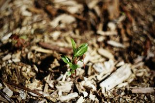 a small plant growing from mulch in a garden