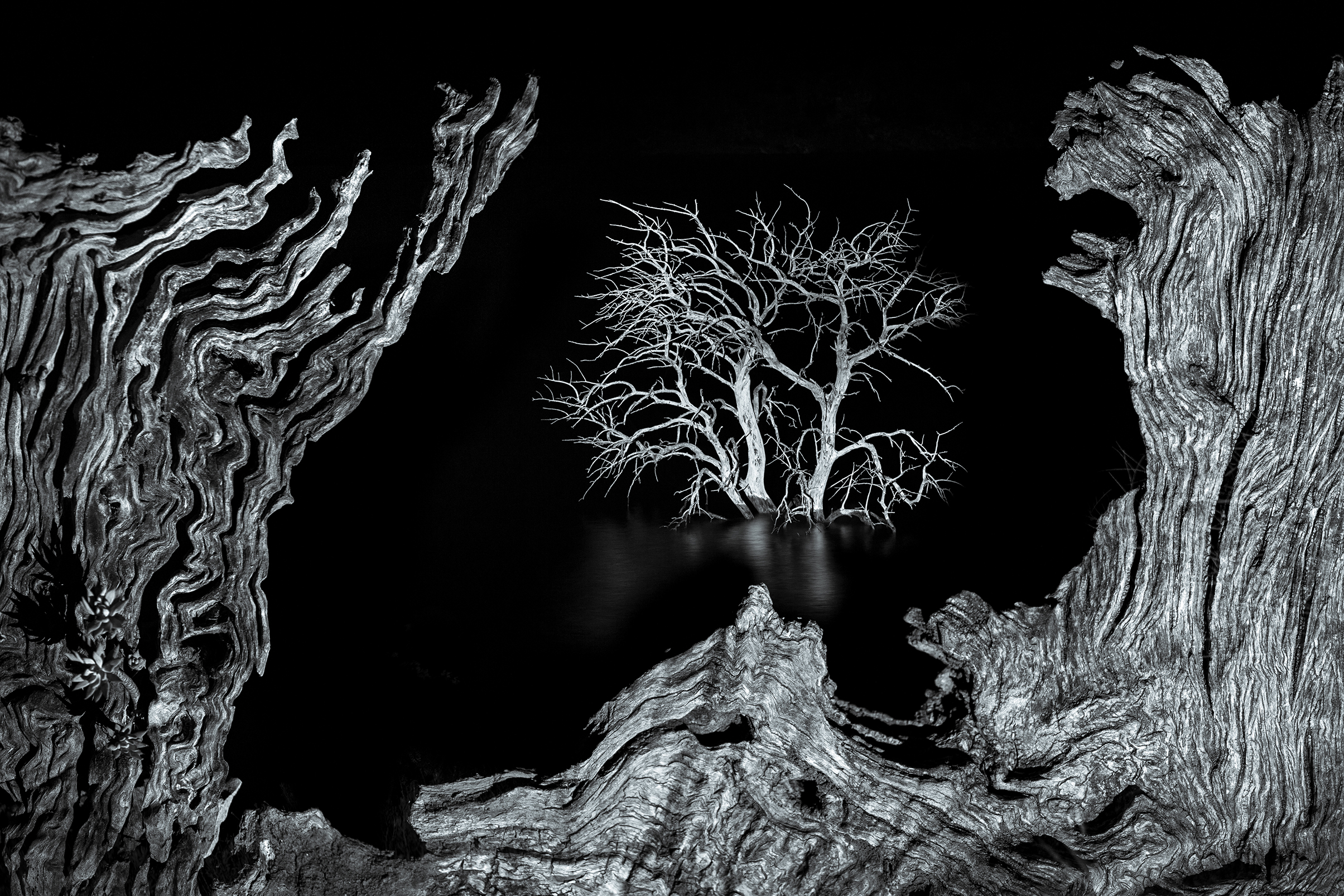 Dead trees on the edge of the Zahara de la Sierra reservoir, southern Spain, photographed at night using a dual focal-length long-exposure technique