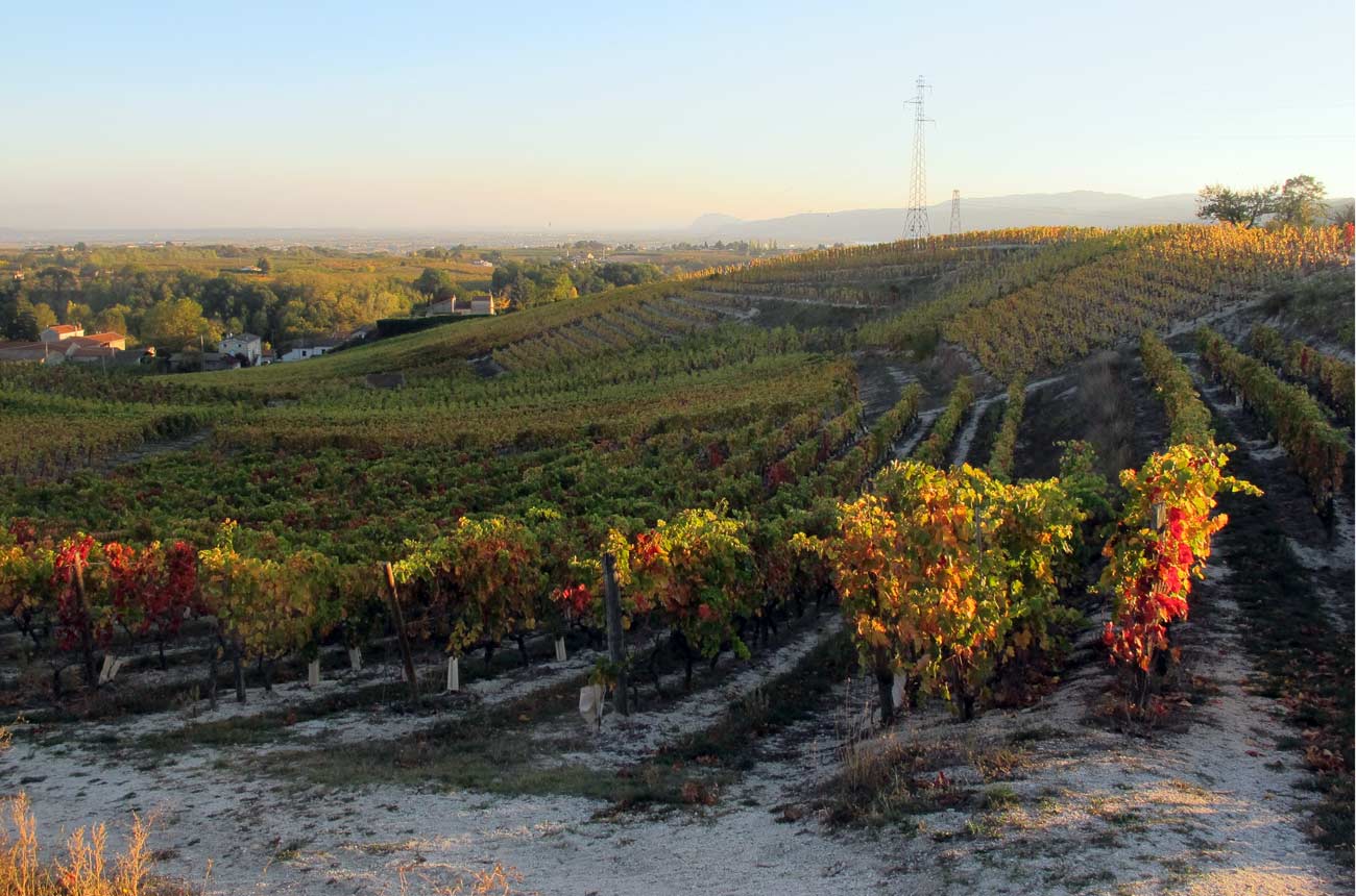 Crozes-Hermitage 2021