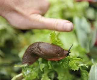A slug being picked off a lettuce plant in a pot