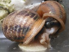 snail babies