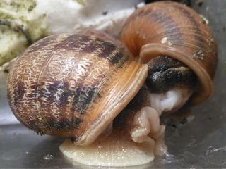 snail babies