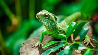 Chinese Water Dragon