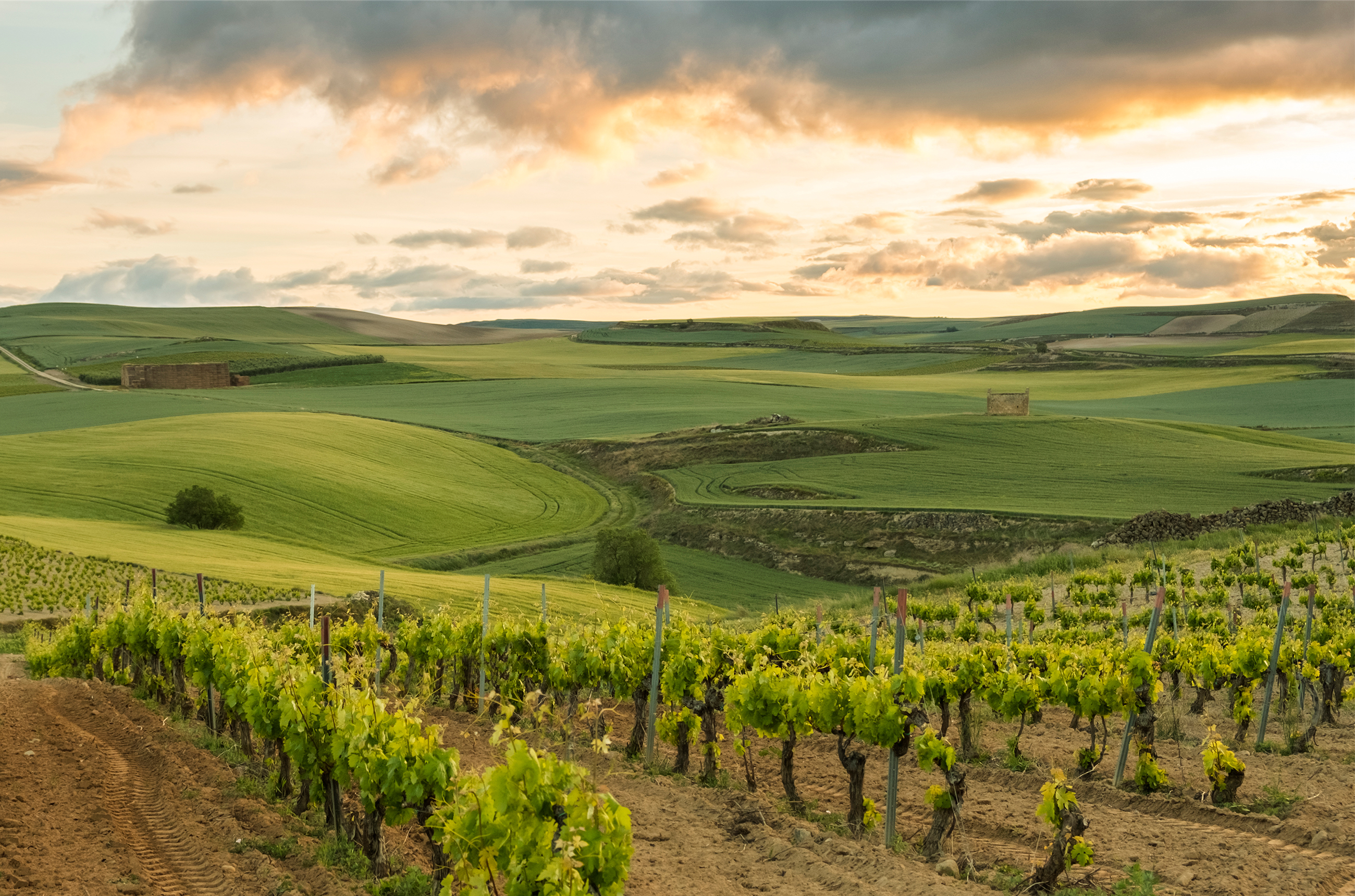 View over green fields with vines in the foreground and clouds in the sky