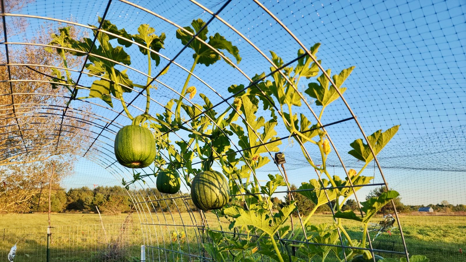 Pumpkins growing on arch trellis