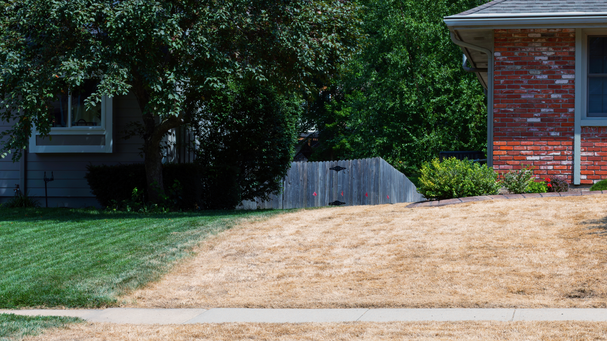 two front yards, one with green grass and one with brown