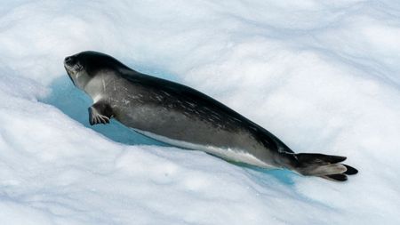 Ross Seal (Ommatophoca rossii) resting on an iceberg, Larsen B Ice Shelf, Weddell Sea, Antarctica. (Photo by: Sergio Pitamitz/VW Pics/Universal Images Group via Getty Images)