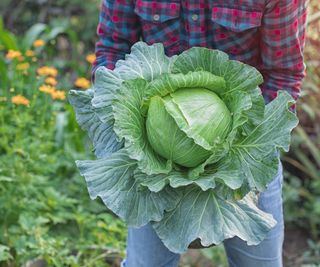 Harvesting cabbage heads in the garden
