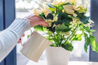 Image of a person with a gray sweater watering a white and green poinsettia plant. The poinsettia is in a white vase and the person is using a white watering can