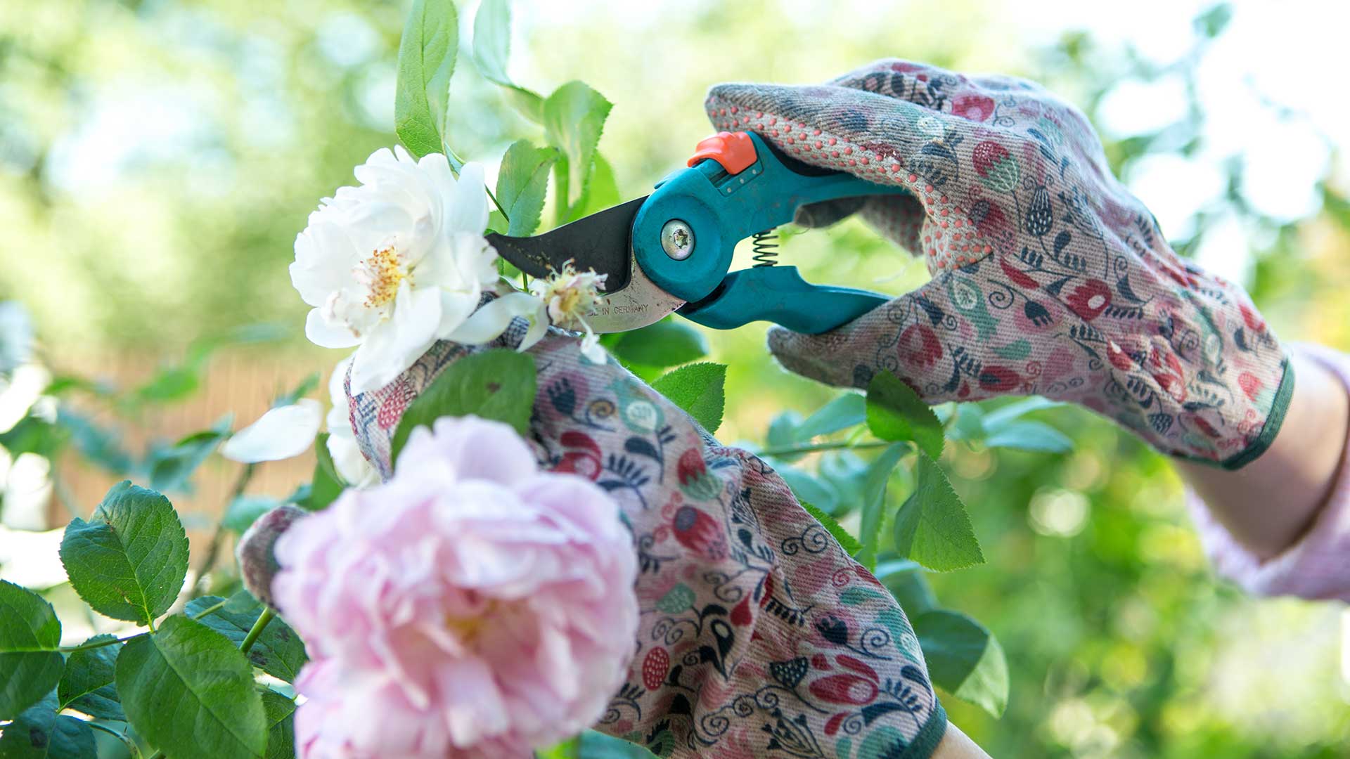 deadheading roses