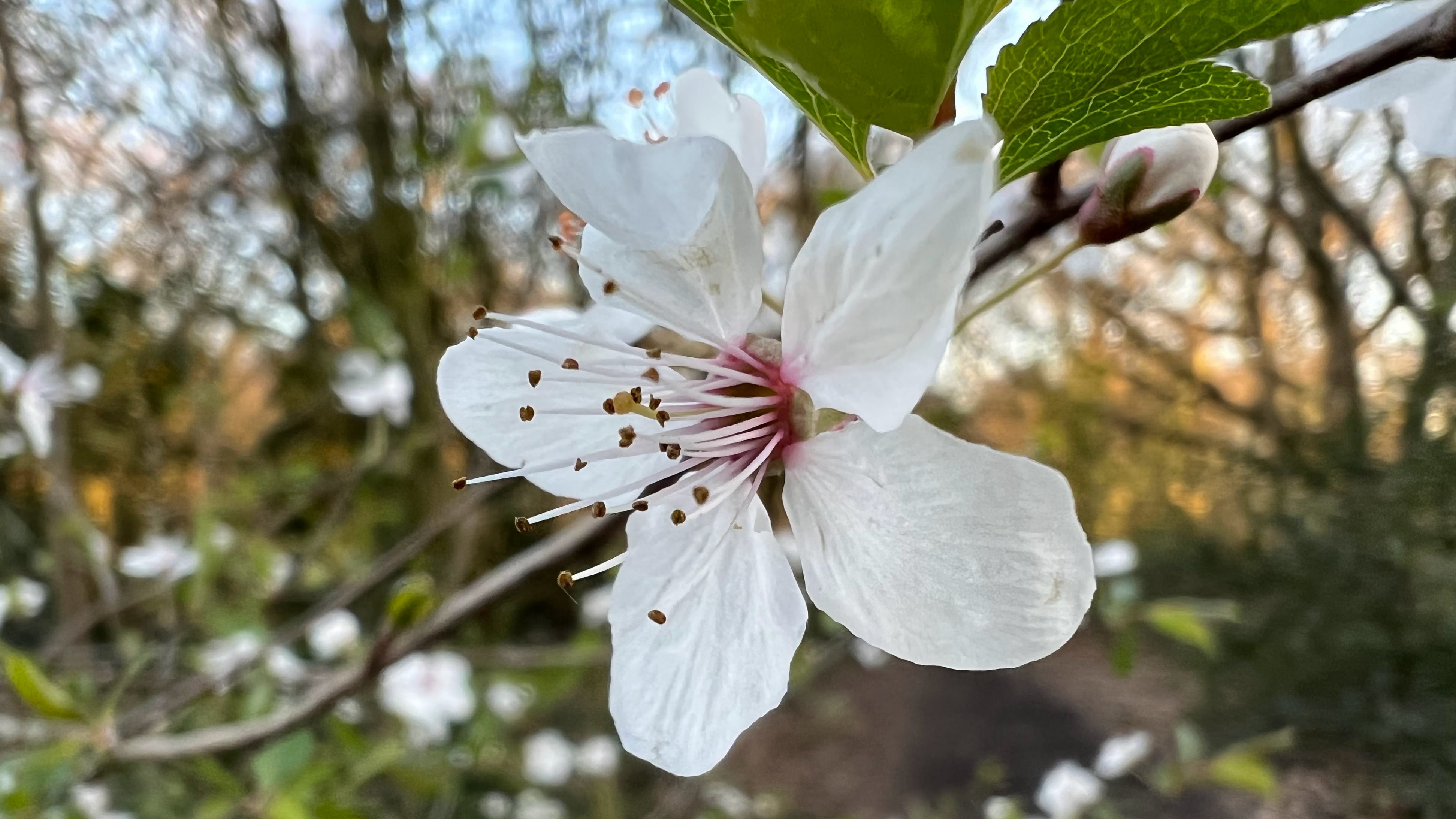 Uma foto macro tirada no iPhone 13 Pro