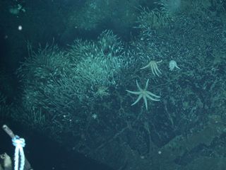 Sea stars at Antarctic vents