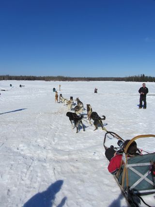 Sled Dogs Take Off