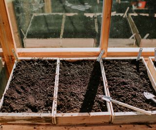 A tray of seeds sown in trays indoors in a greenhouse