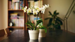 picture of two orchids on dining table