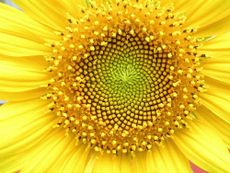 An upclose picture of the geometry of sunflower florets &mdash; showing the whorl. 