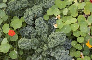 companion planting: Kale growing in vegetable garden