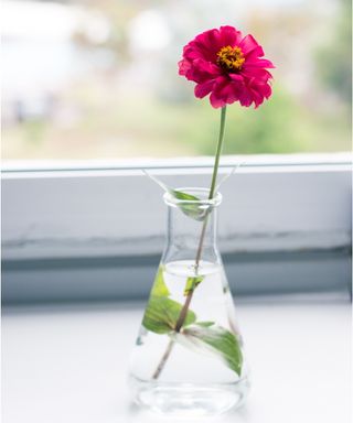 Zinnia cuttings in water