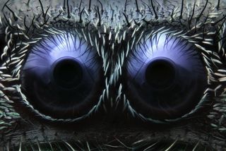 This close-up of two jumping spider eyes snagged third place in Nikon's Small World photo contest.