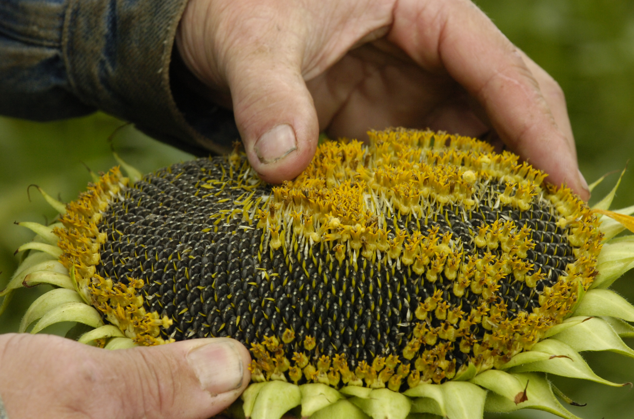 Sunflower seeds