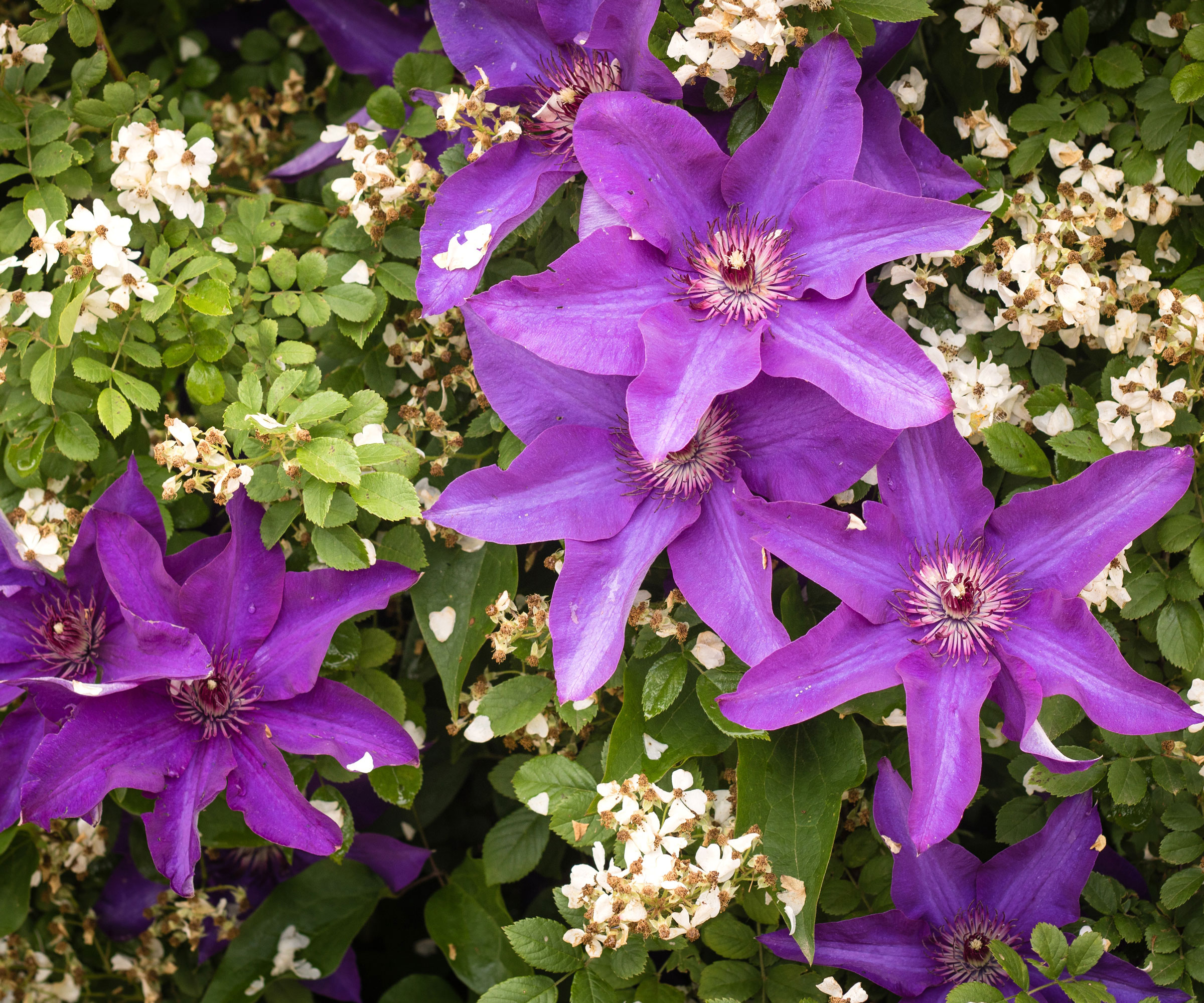purple clematis flowers with white flowering plant