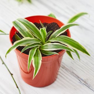 propagating spider plant in soil