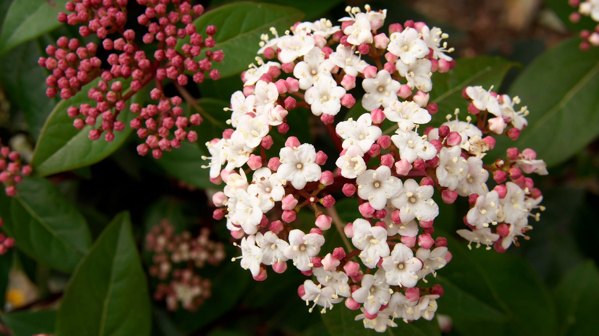 Viburnum