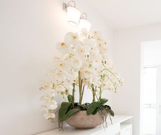 huge white orchids in a planter