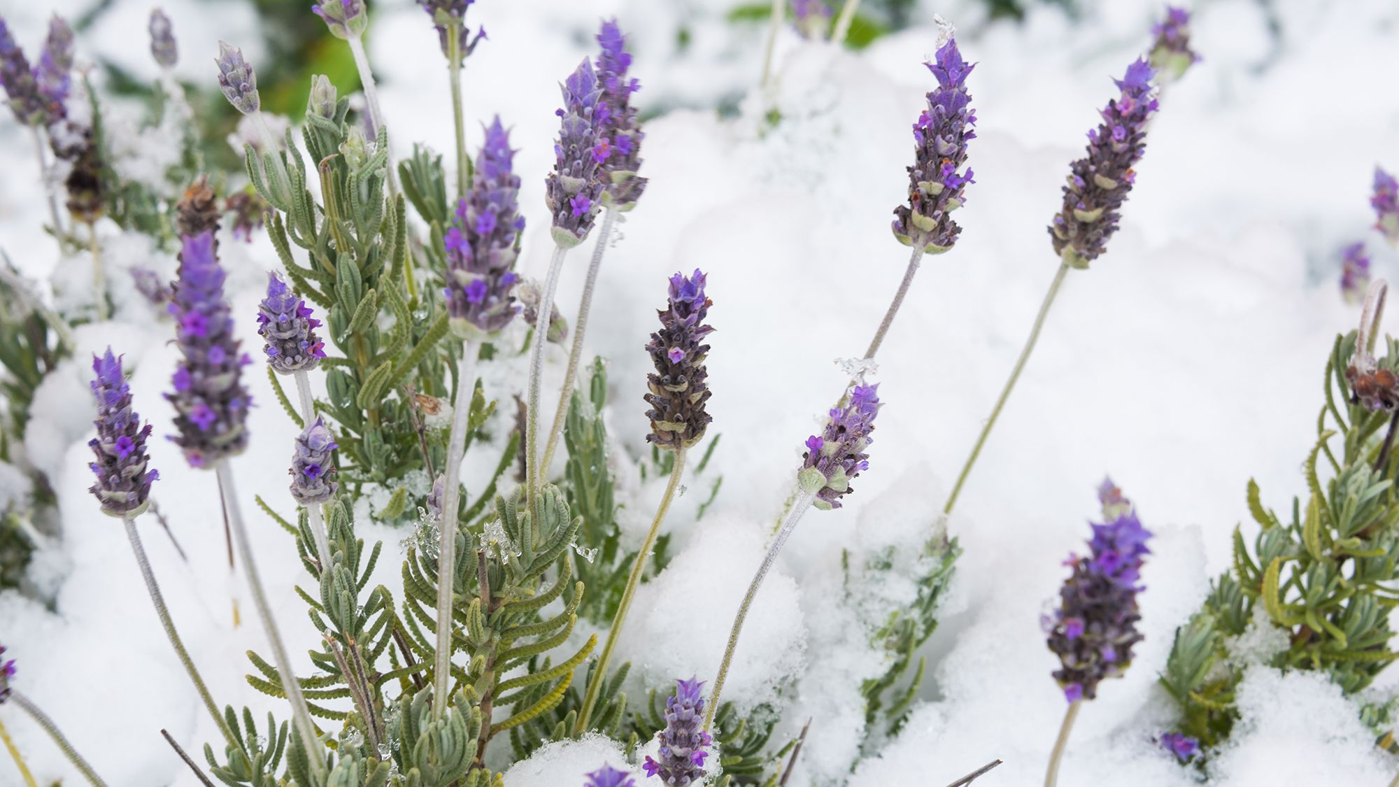 How to Winterize Lavender Plants to Protect Them From Cold and Wet