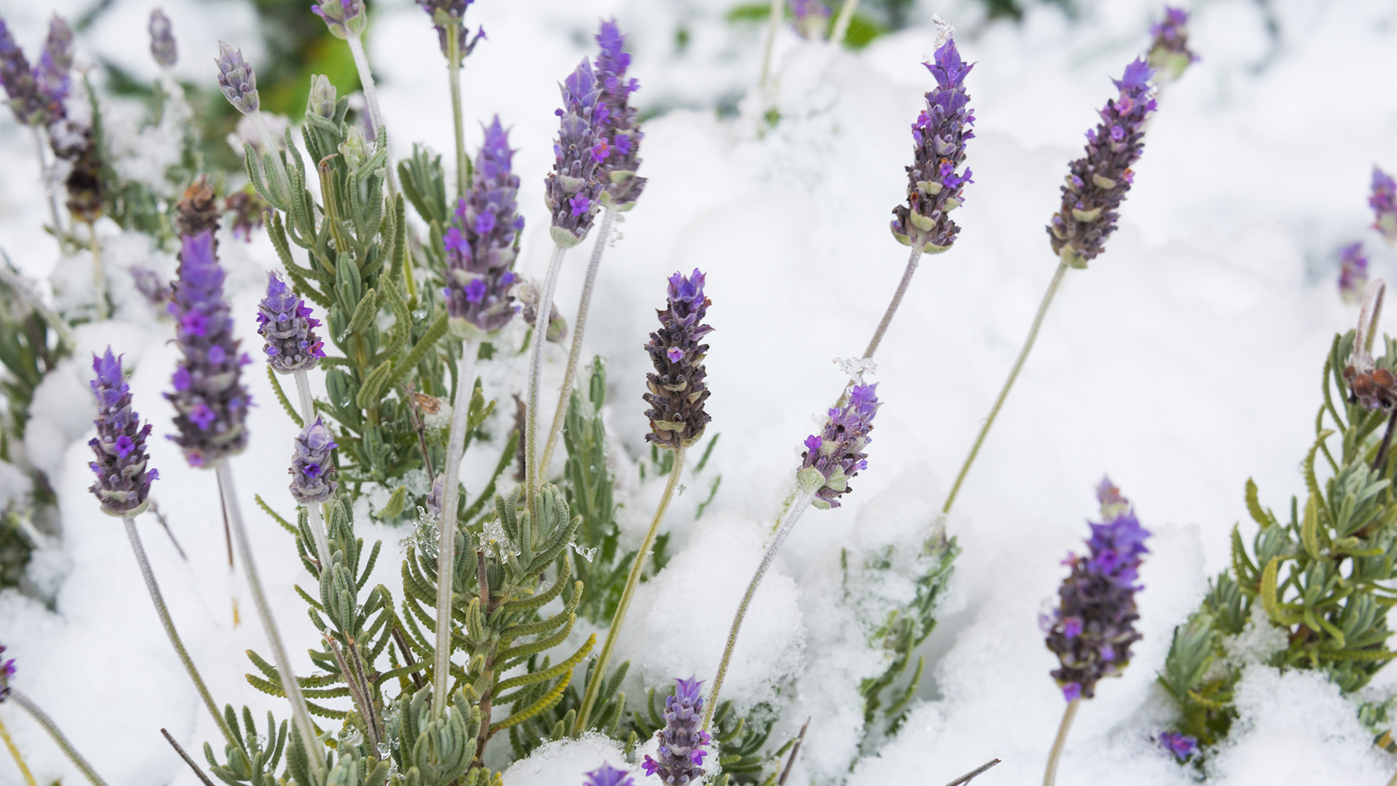 Lavender flowers under snow during unusually cold weather, suggesting the need for winter protection