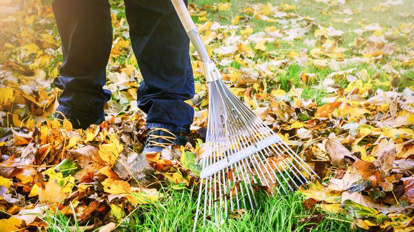 Raking leaves on lawn